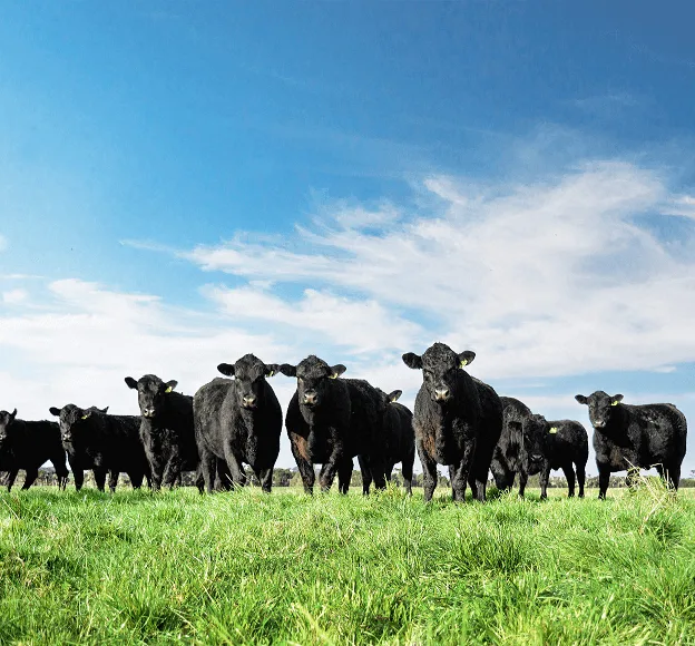 Ground-breaking sale of global carbon credits to Microsoft