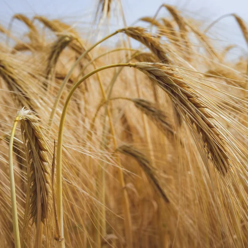 Agribusiness